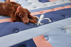 Stearns and Foster Reserve Duet Medium Firm Mattress 17"